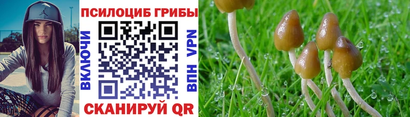 где купить   Щучье  Галлюциногенные грибы Cubensis 